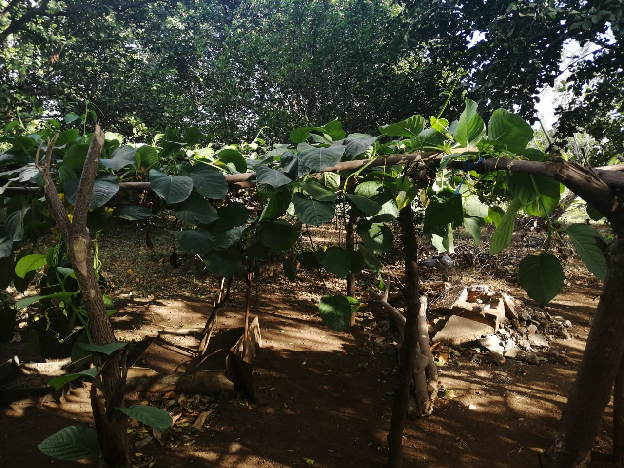 PATIO1
